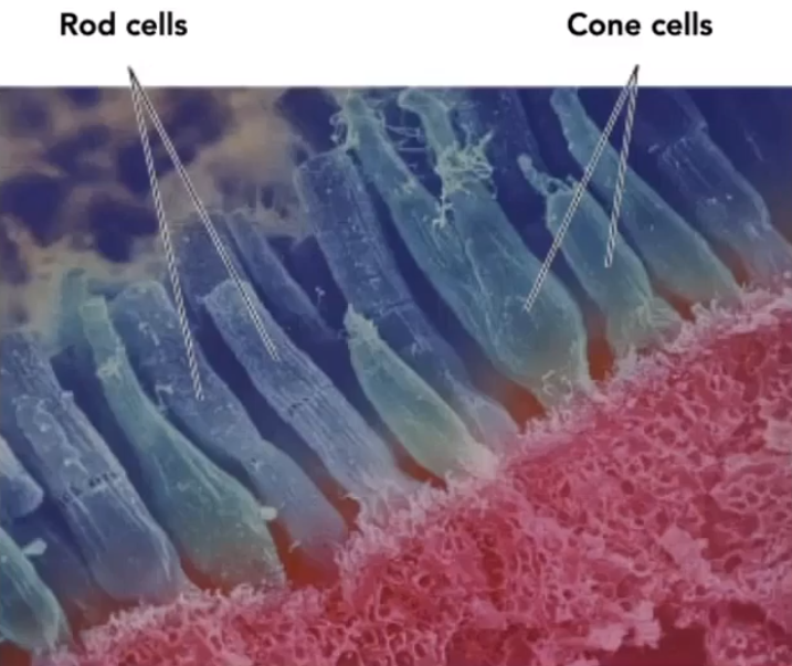 image-20210205191744399